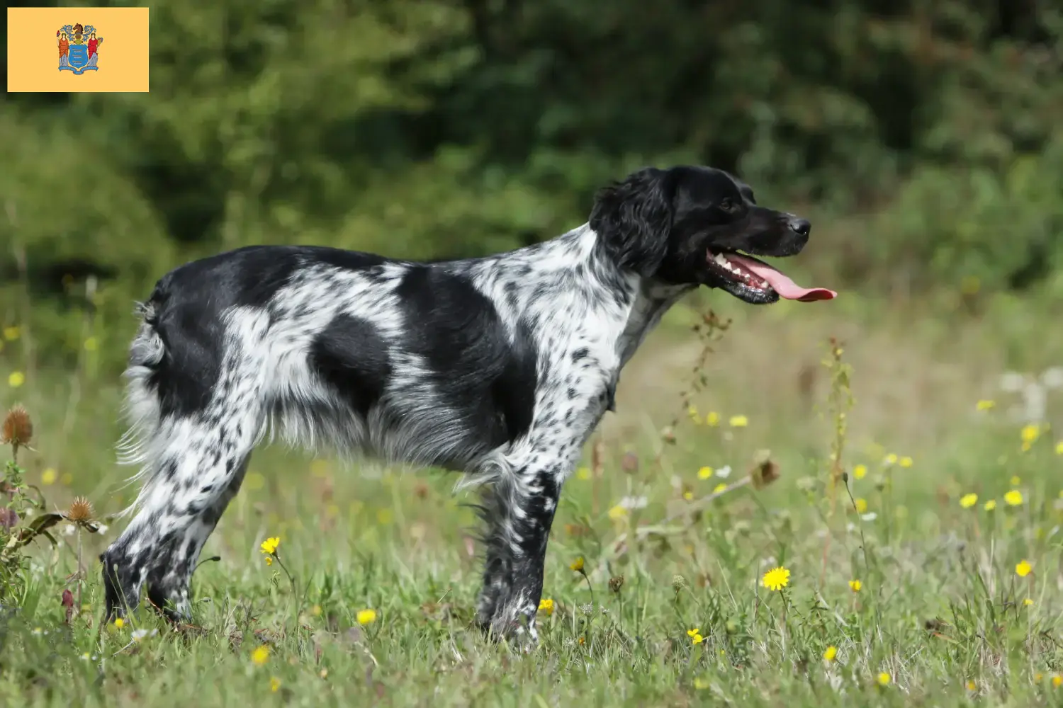 Read more about the article Epagneul Breton breeders and puppies in New Jersey