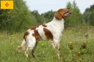 Read more about the article Epagneul Breton breeders and puppies in New Mexico