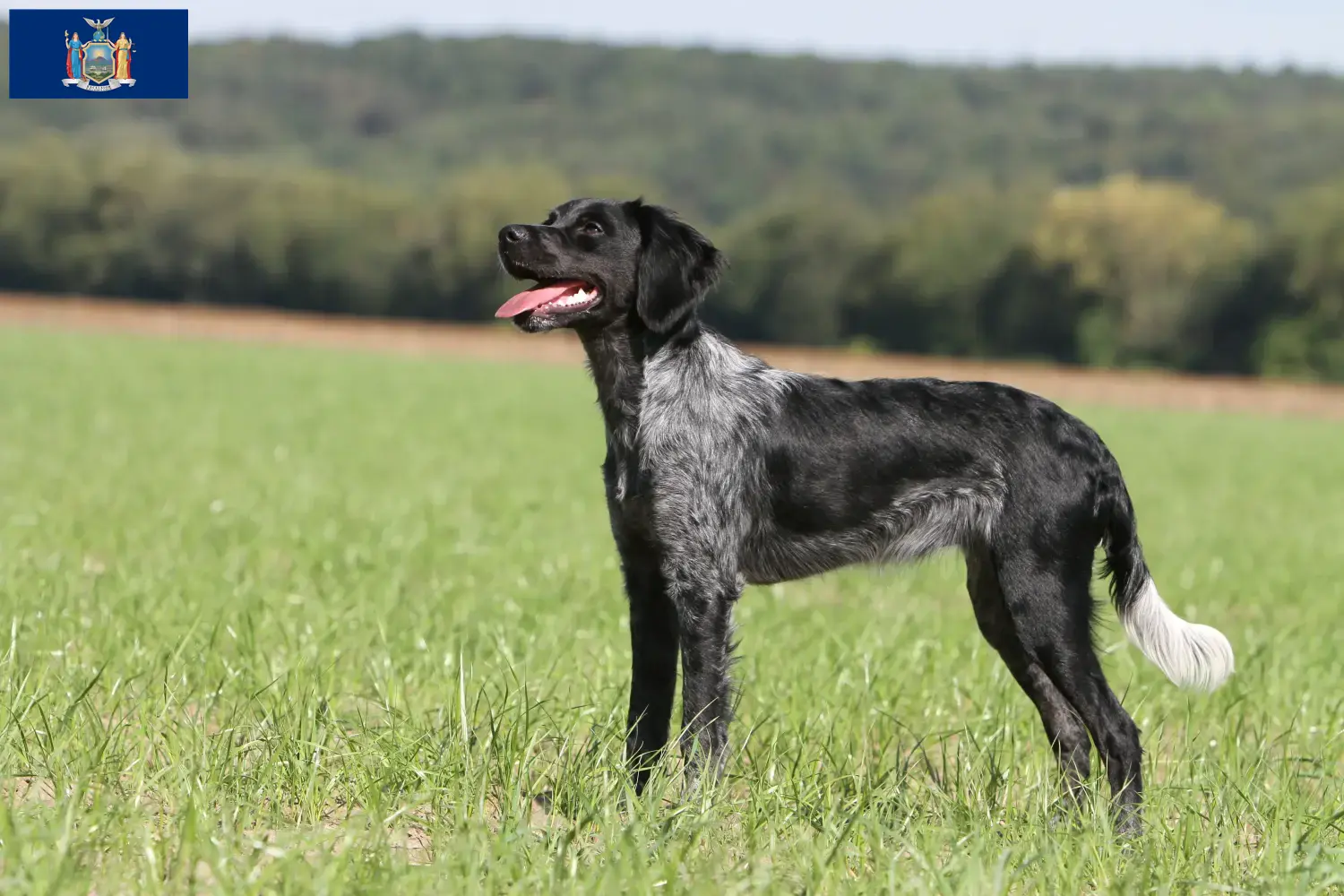 Read more about the article Epagneul Breton breeders and puppies in New York