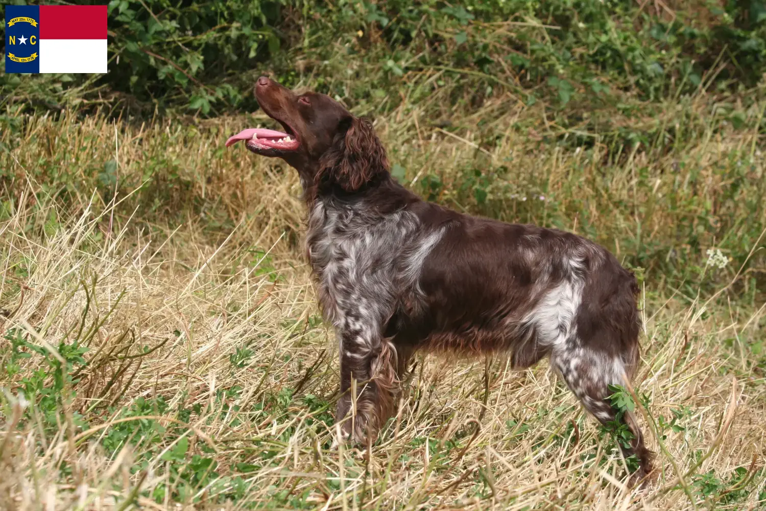 Read more about the article Epagneul Breton breeders and puppies in North Carolina