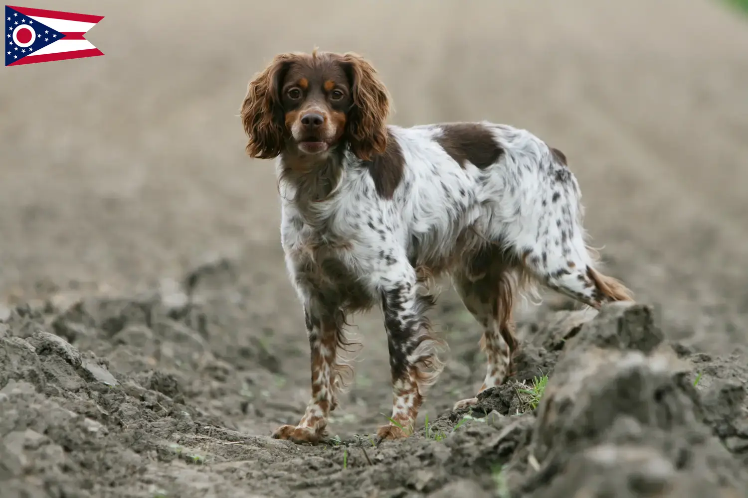 Read more about the article Epagneul Breton breeders and puppies in Ohio