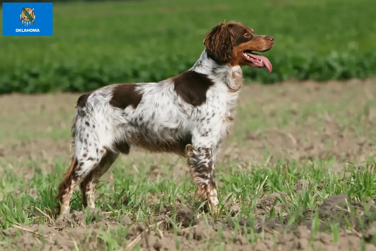 Read more about the article Epagneul Breton breeders and puppies in Oklahoma