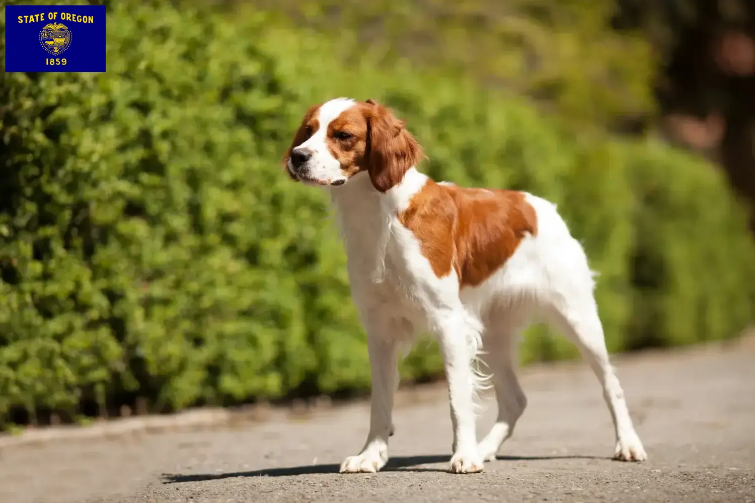 Read more about the article Epagneul Breton breeders and puppies in Oregon