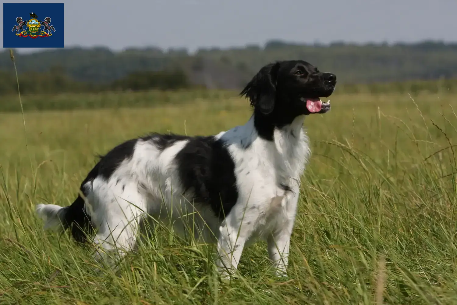 Read more about the article Epagneul Breton breeders and puppies in Pennsylvania