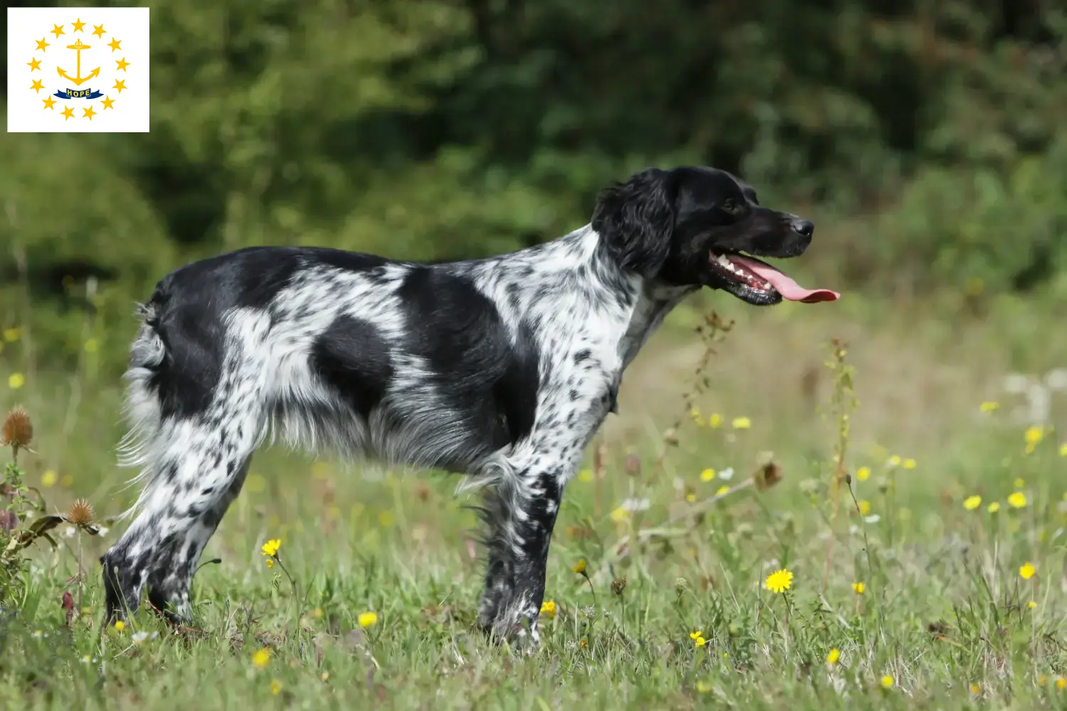 Read more about the article Epagneul Breton breeders and puppies in Rhode Island