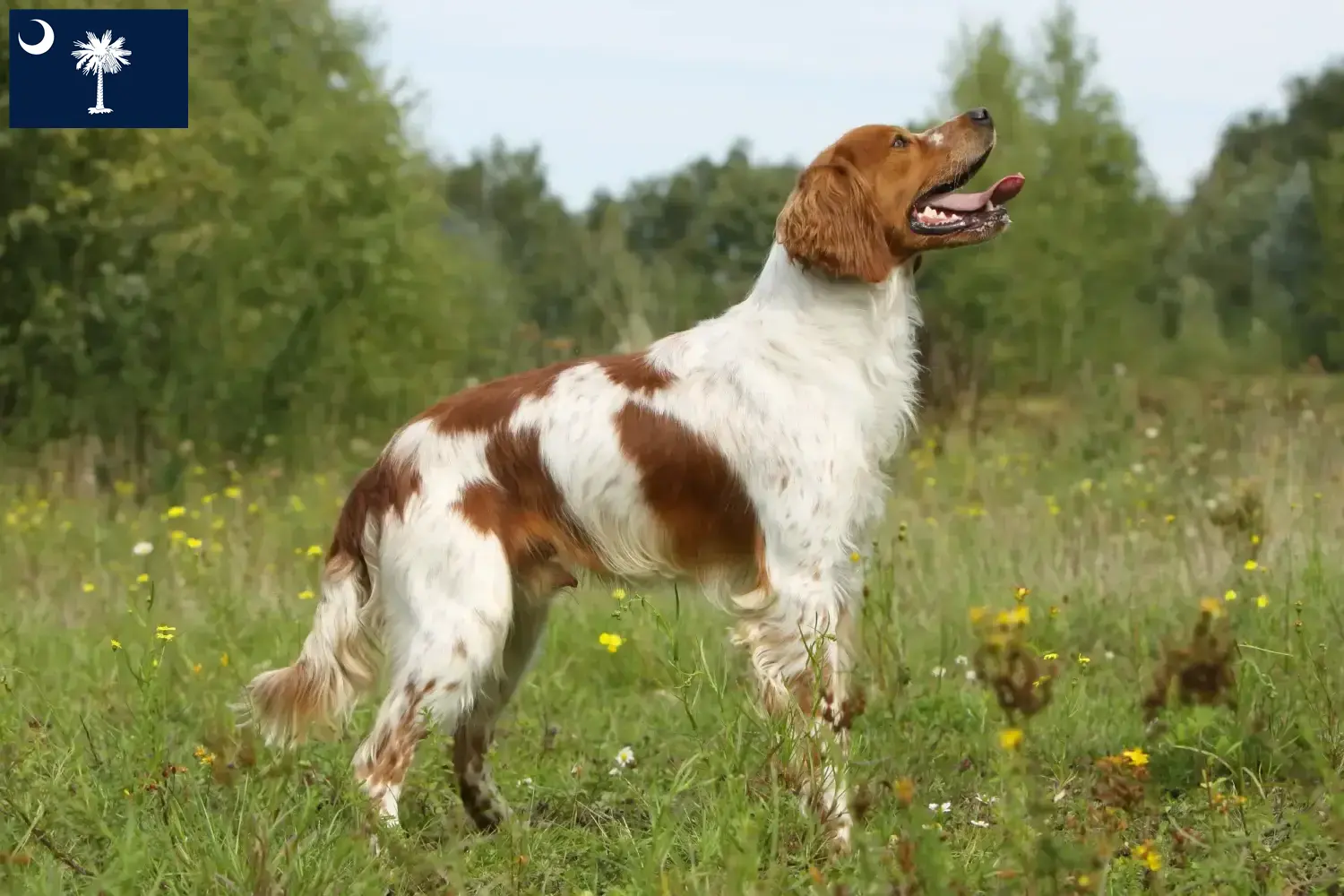Read more about the article Epagneul Breton breeders and puppies in South Carolina