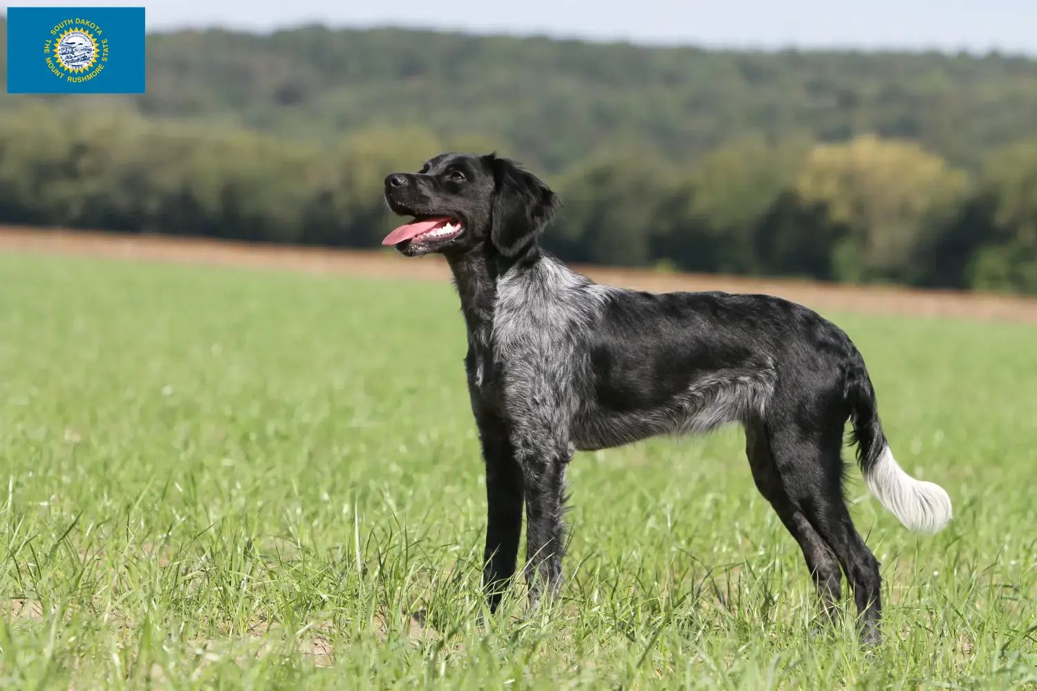 Read more about the article Epagneul Breton breeders and puppies in South Dakota
