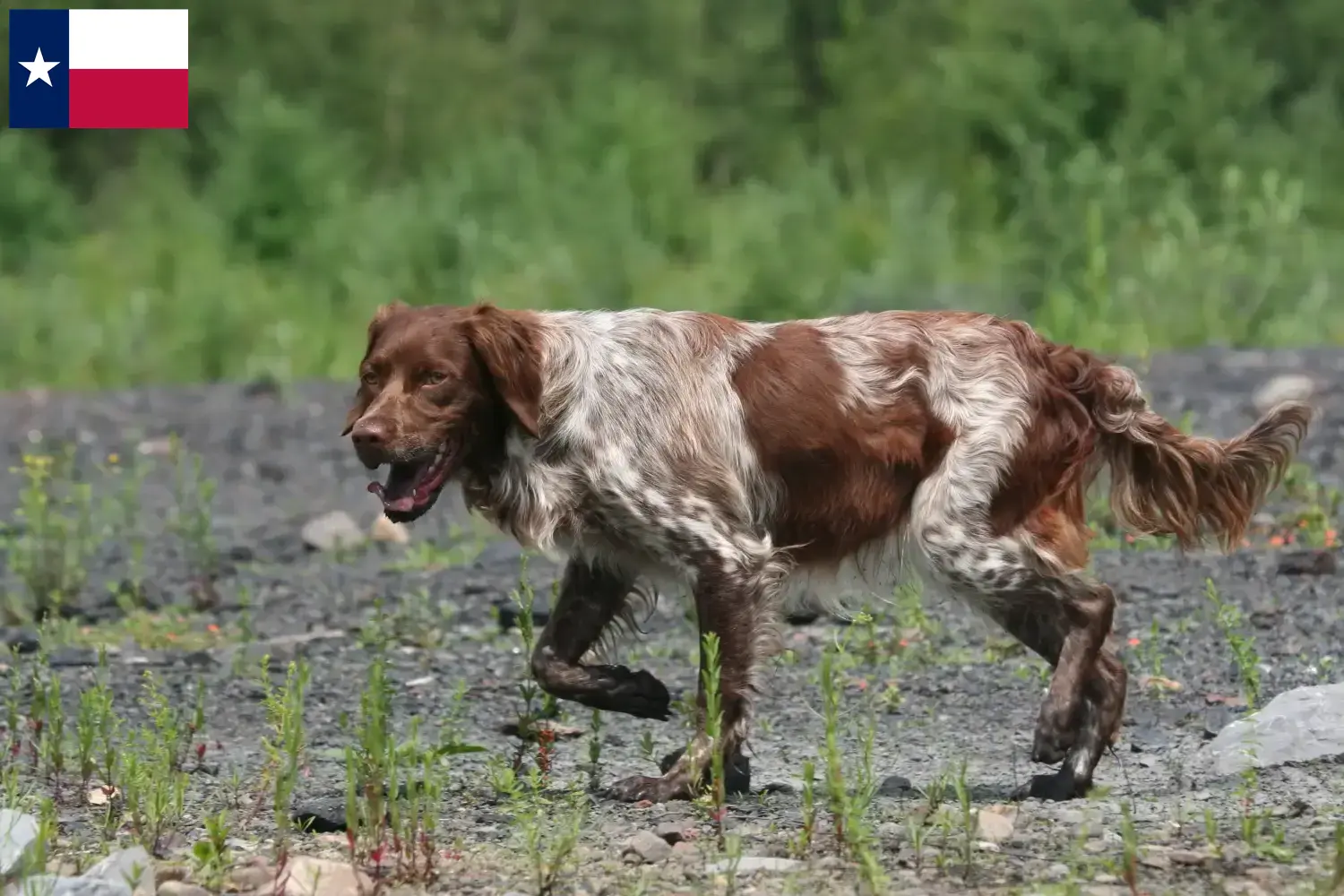 Read more about the article Epagneul Breton breeders and puppies in Texas