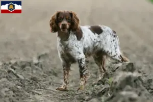 Read more about the article Epagneul Breton breeders and puppies in Utah