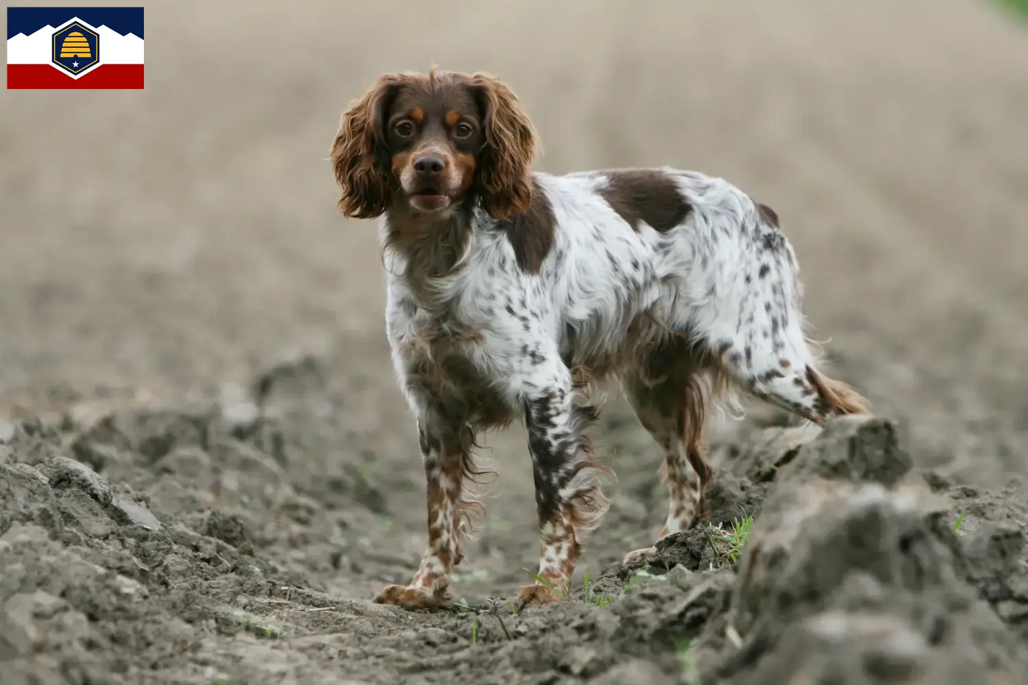 Read more about the article Epagneul Breton breeders and puppies in Utah