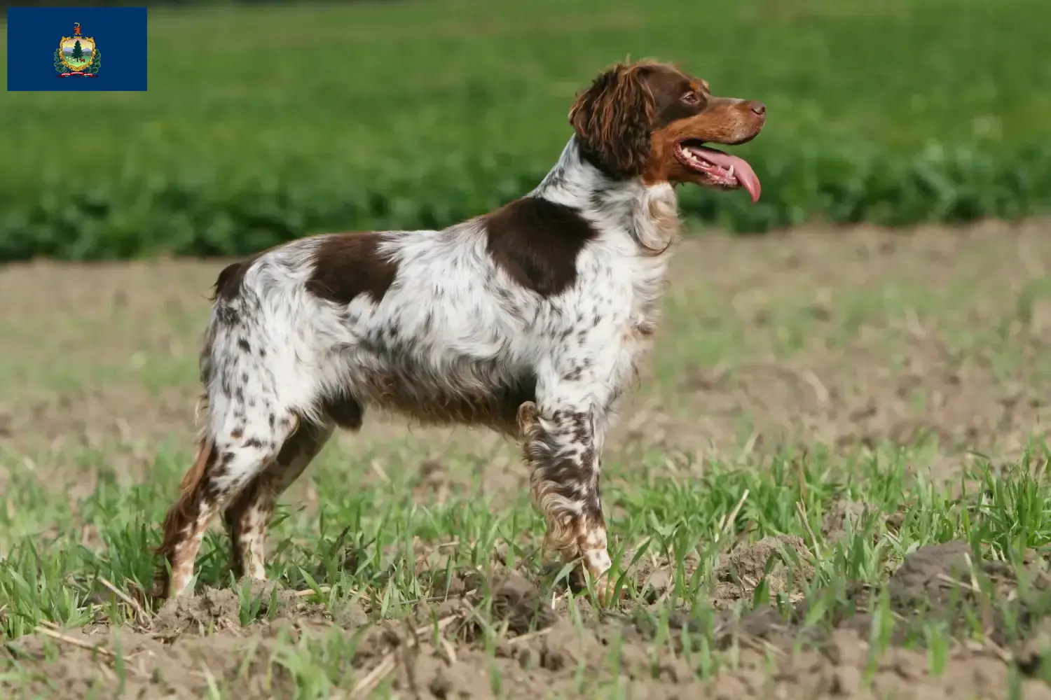 Read more about the article Epagneul Breton breeders and puppies in Vermont