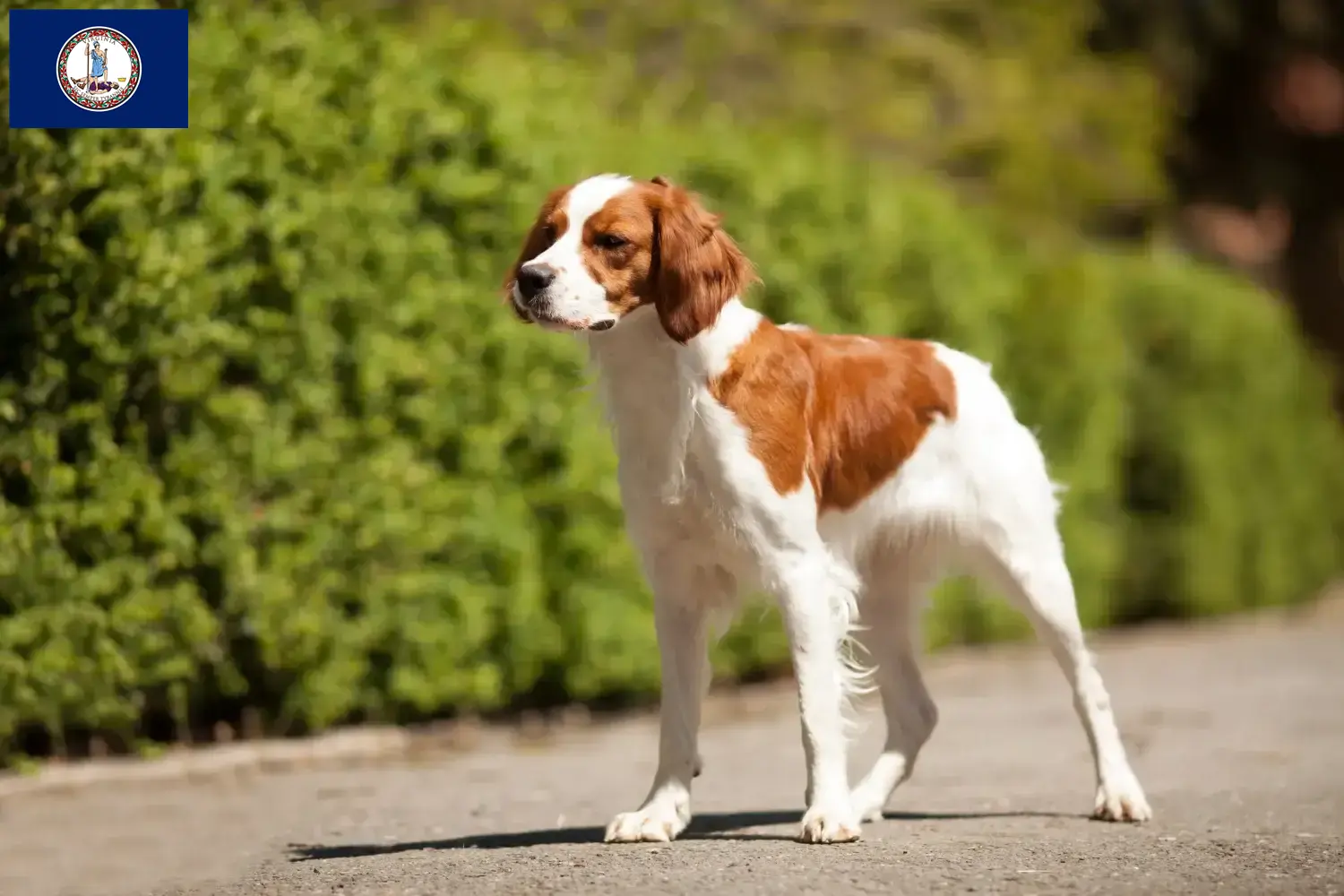 Read more about the article Epagneul Breton breeders and puppies in Virginia
