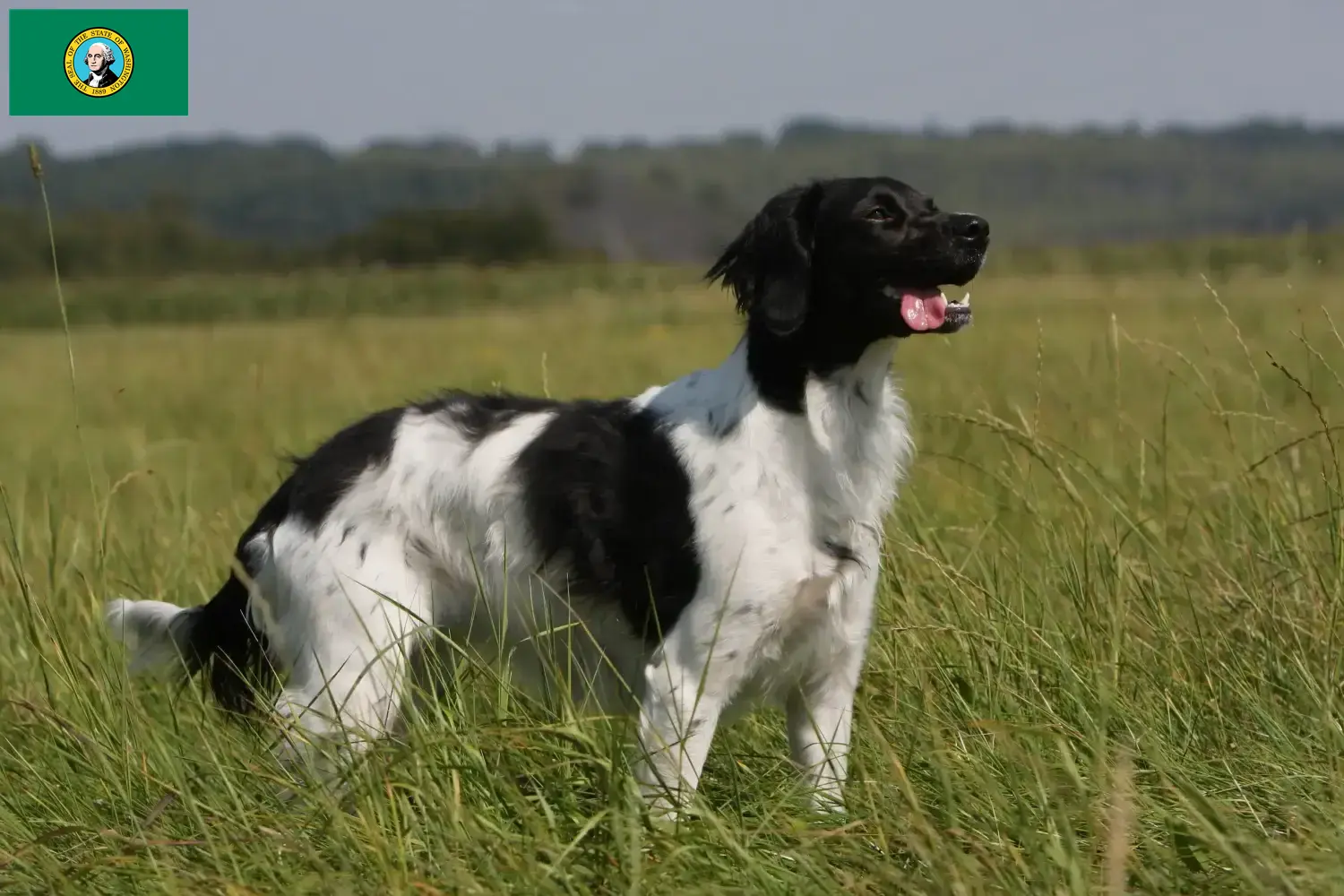 Read more about the article Epagneul Breton breeders and puppies in Washington