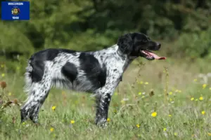 Read more about the article Epagneul Breton breeders and puppies in Wisconsin