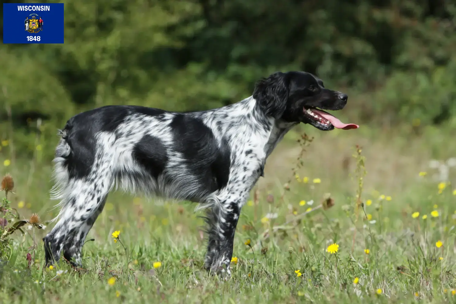 Read more about the article Epagneul Breton breeders and puppies in Wisconsin