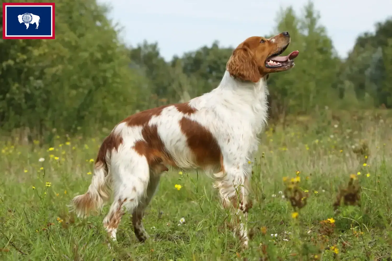 Read more about the article Epagneul Breton breeders and puppies in Wyoming