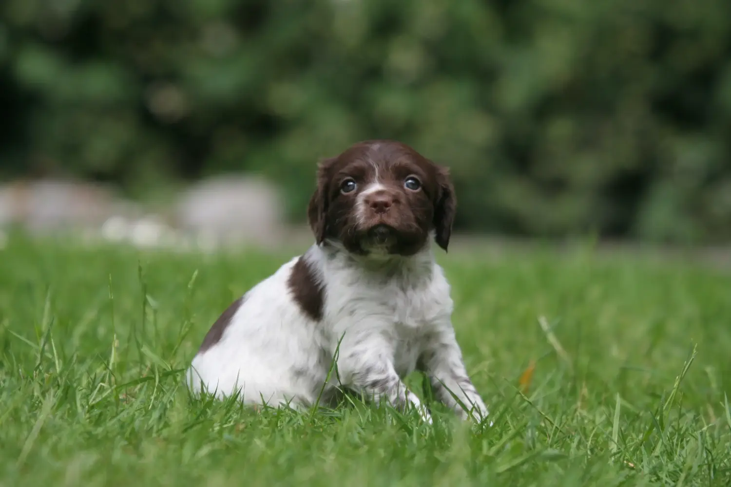Buying an Epagneul Breton puppy means taking responsibility! Buy Epagneul Breton puppies.