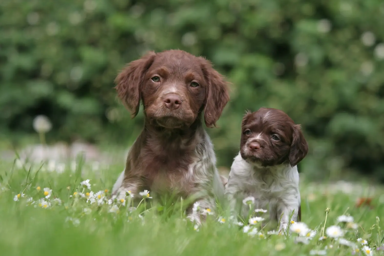 Buying an Epagneul Breton puppy means taking responsibility! Buy Epagneul Breton puppies.