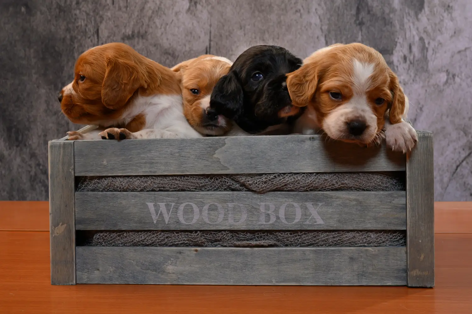 Buying an Epagneul Breton puppy means taking responsibility! Buy Epagneul Breton puppies.