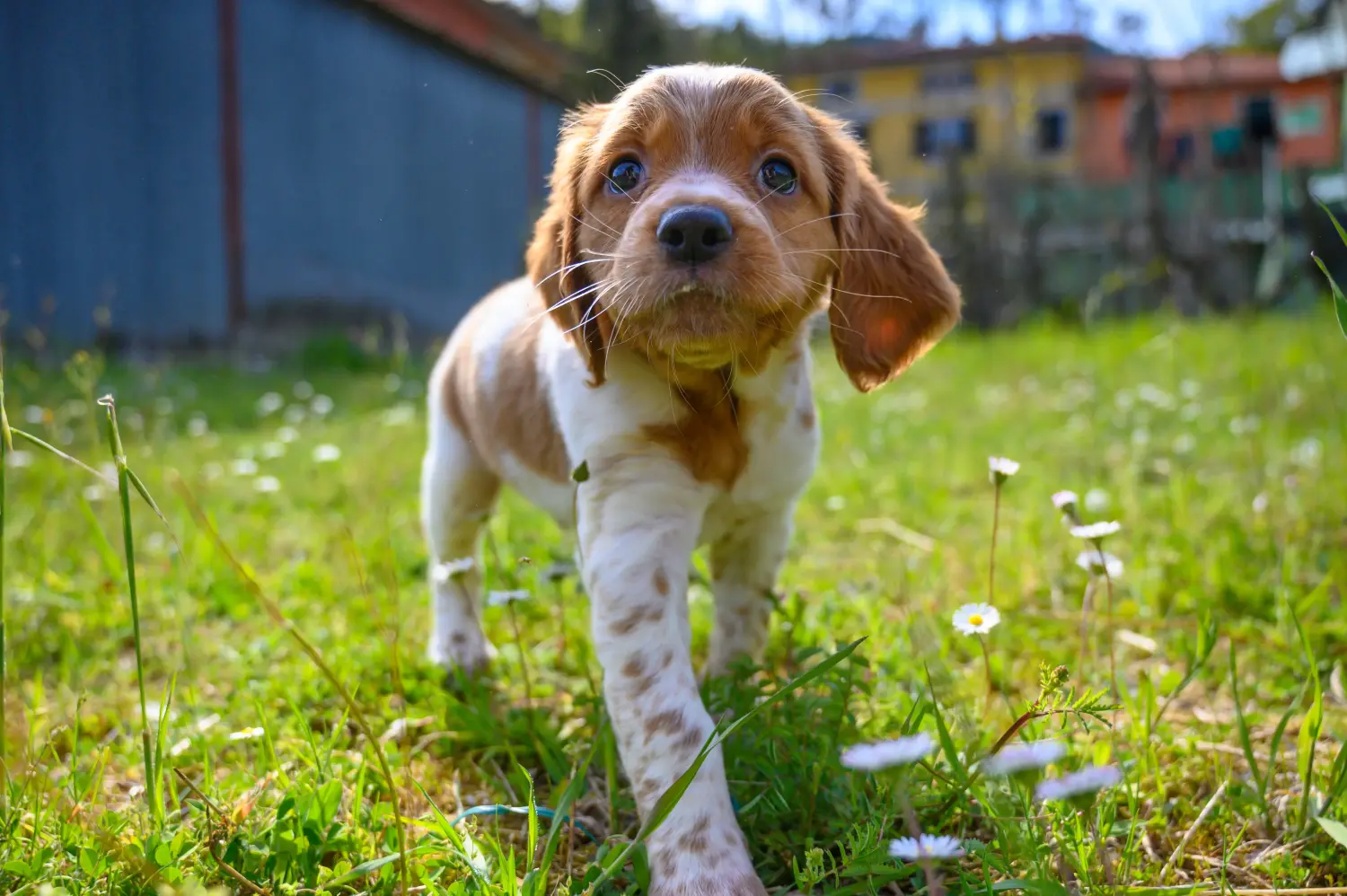 Buying an Epagneul Breton puppy means taking responsibility! Buy Epagneul Breton puppies.