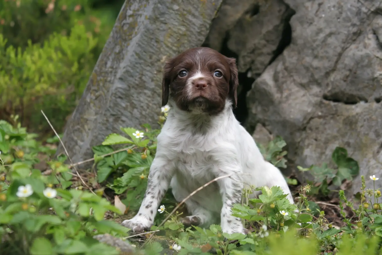 Buying an Epagneul Breton puppy means taking responsibility! Buy Epagneul Breton puppies.