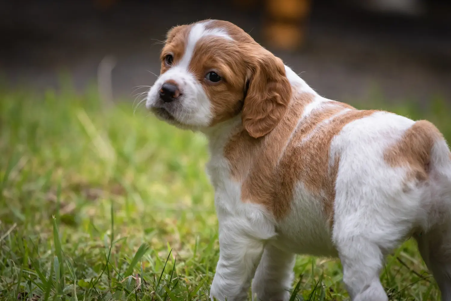 Buying an Epagneul Breton puppy means taking responsibility! Buy Epagneul Breton puppies.