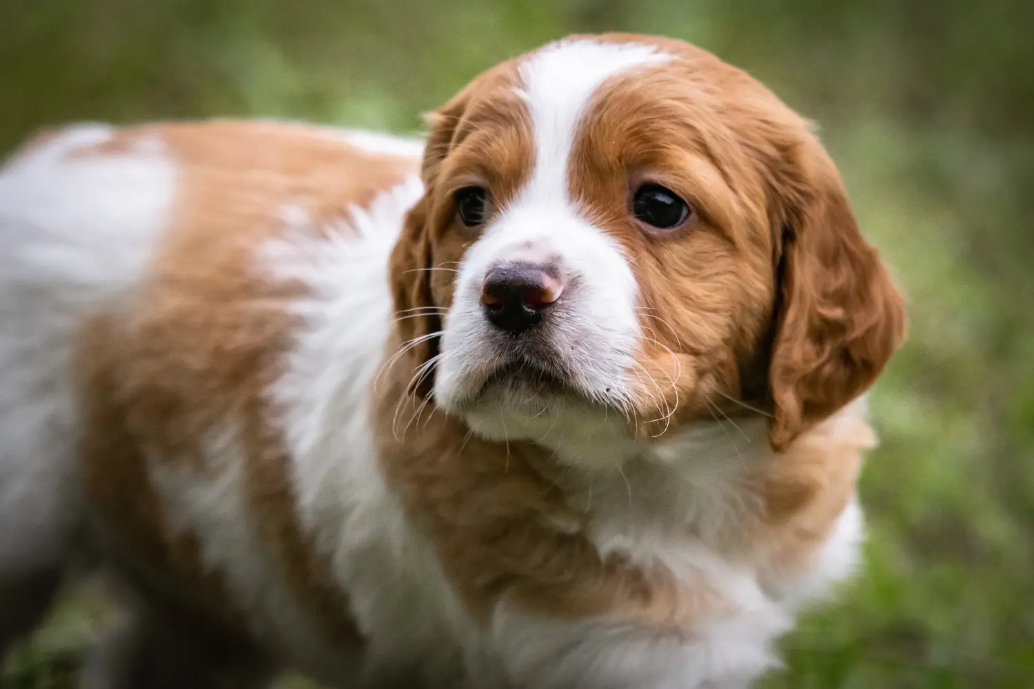 Buying an Epagneul Breton puppy means taking responsibility! Buy Epagneul Breton puppies.