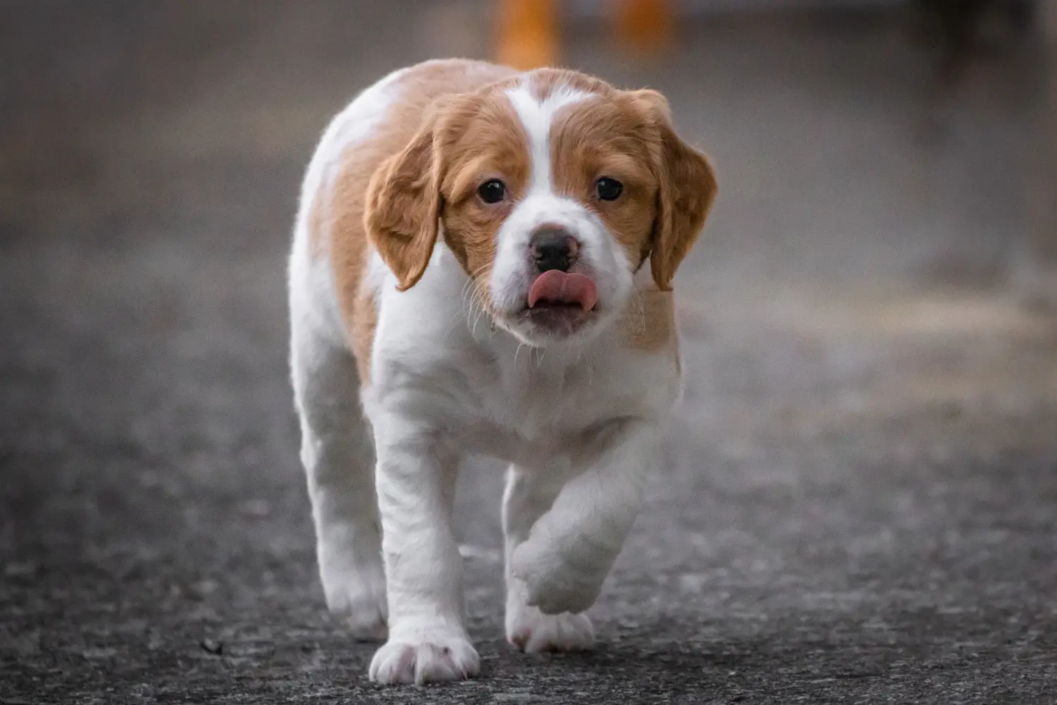 Buying an Epagneul Breton puppy means taking responsibility! Buy Epagneul Breton puppies.