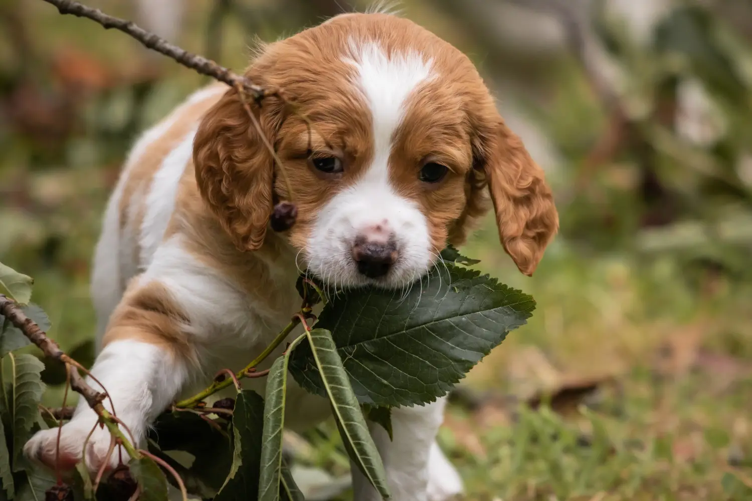 Buying an Epagneul Breton puppy means taking responsibility! Buy Epagneul Breton puppies.