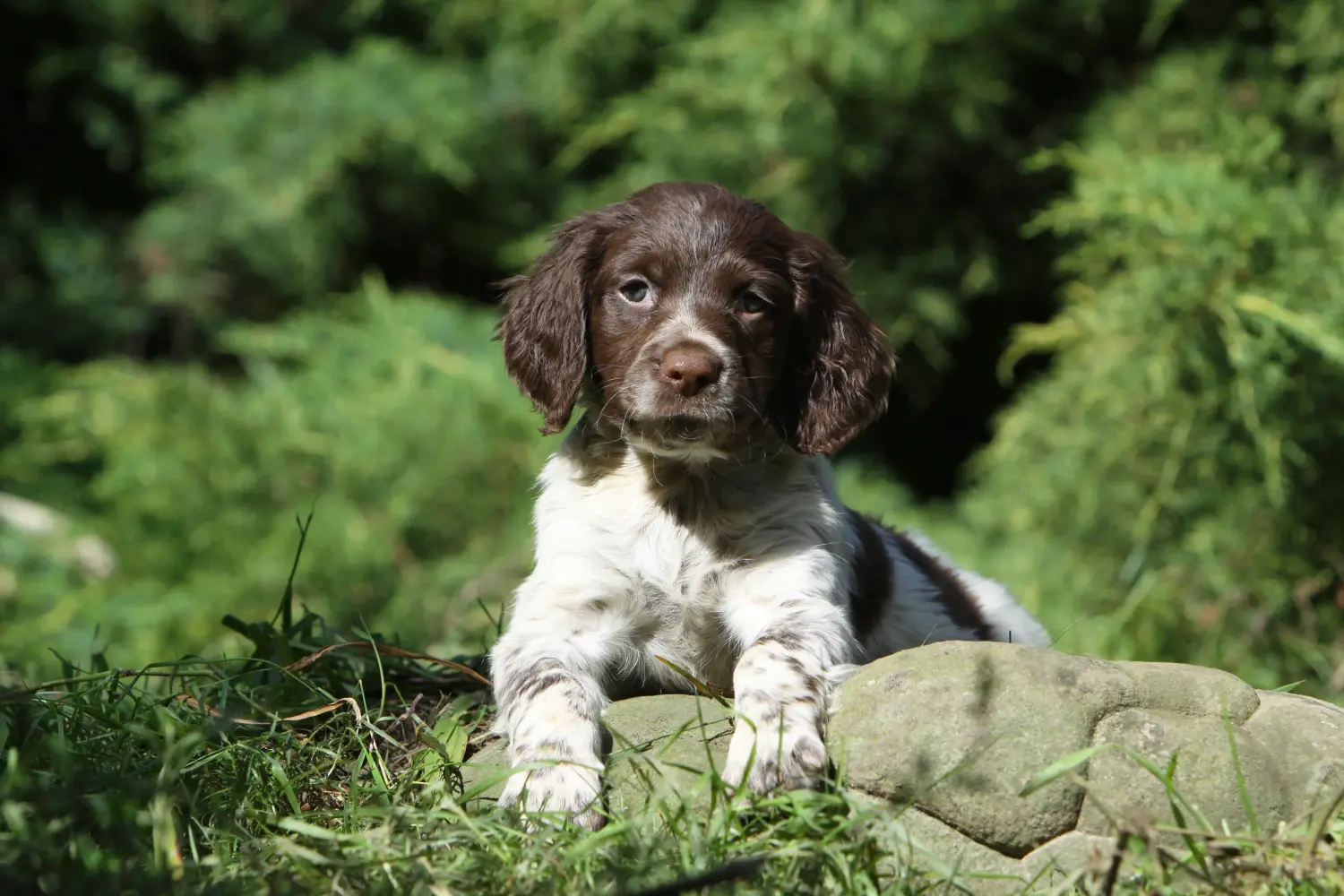 Buying an Epagneul Breton puppy means taking responsibility! Buy Epagneul Breton puppies.