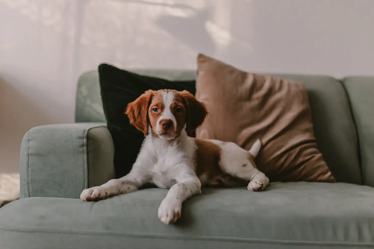 Buying an Epagneul Breton puppy means taking responsibility! Buy Epagneul Breton puppies.