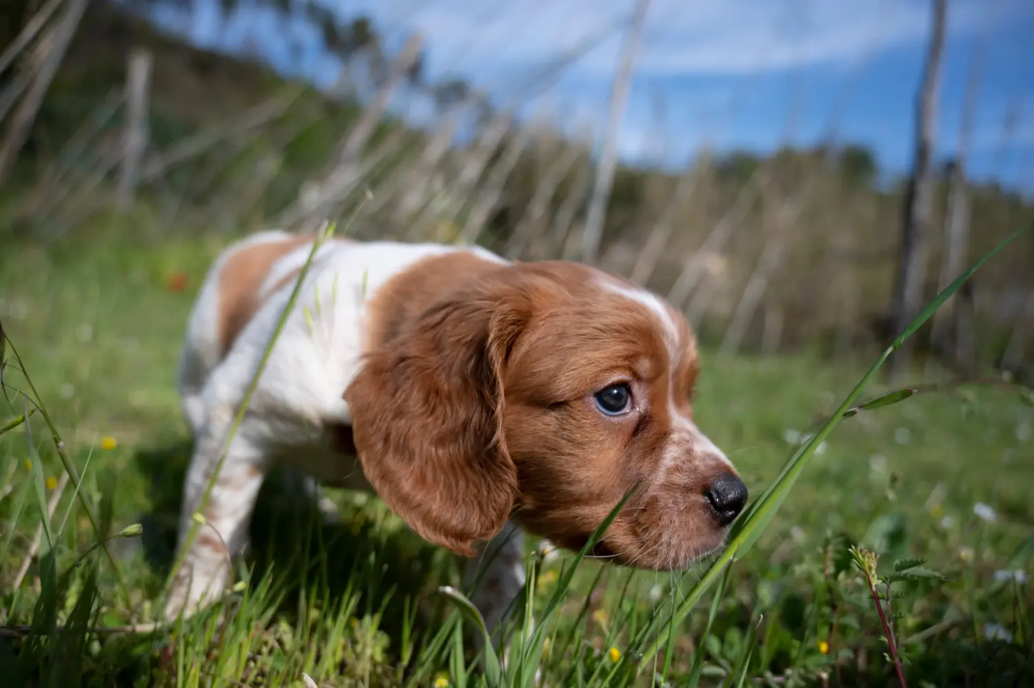 Buying an Epagneul Breton puppy means taking responsibility! Buy Epagneul Breton puppies.