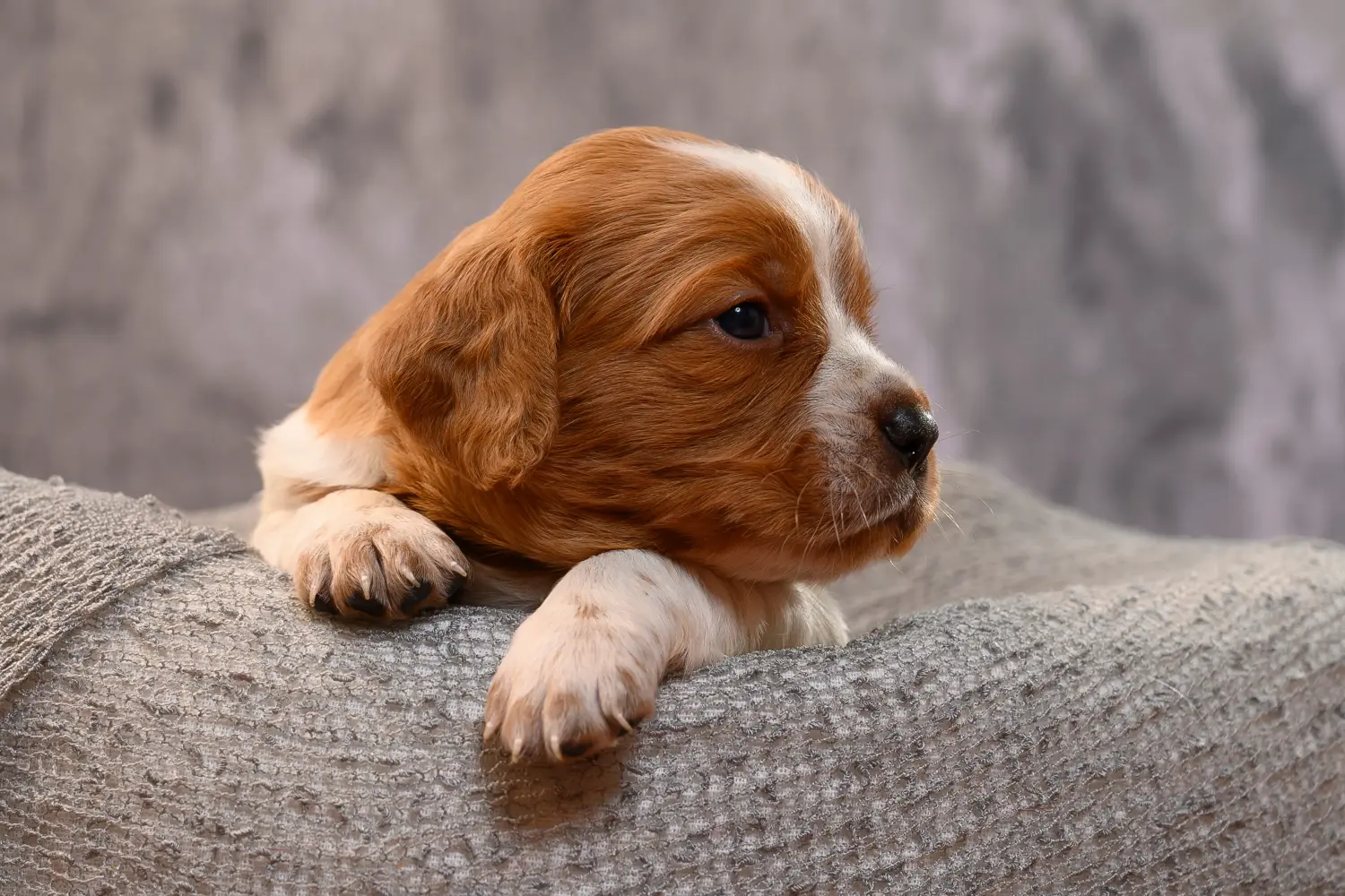 Buying an Epagneul Breton puppy means taking responsibility! Buy Epagneul Breton puppies.