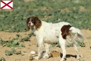 Read more about the article Épagneul français breeders and puppies in Alabama