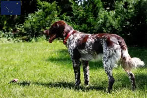 Read more about the article Épagneul français breeders and puppies in Alaska