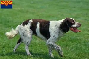 Read more about the article Épagneul français breeders and puppies in Arizona