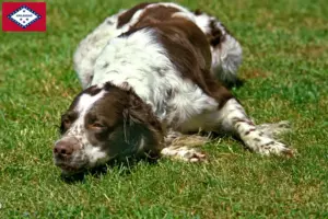 Read more about the article Épagneul français breeders and puppies in Arkansas