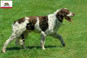 Read more about the article Épagneul français breeders and puppies in California