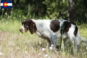 Read more about the article Épagneul français breeders and puppies in Colorado