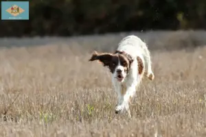 Read more about the article Épagneul français breeders and puppies in Delaware