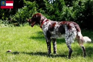 Read more about the article Épagneul français breeders and puppies in Georgia