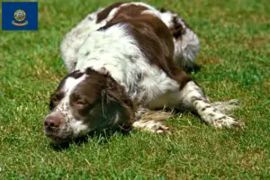 Read more about the article Épagneul français breeders and puppies in Idaho