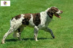 Read more about the article Épagneul français breeders and puppies in Illinois