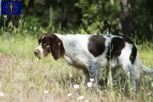 Read more about the article Épagneul français breeders and puppies in Indiana