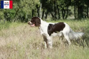 Read more about the article Épagneul français breeders and puppies in Iowa