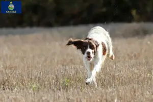 Read more about the article Épagneul français breeders and puppies in Kansas