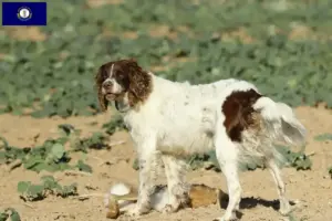 Read more about the article Épagneul français breeders and puppies in Kentucky