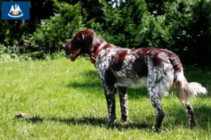 Read more about the article Épagneul français breeders and puppies in Louisiana