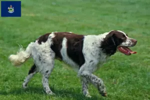 Read more about the article Épagneul français breeders and puppies in Maine