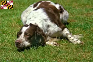 Read more about the article Épagneul français breeders and puppies in Maryland